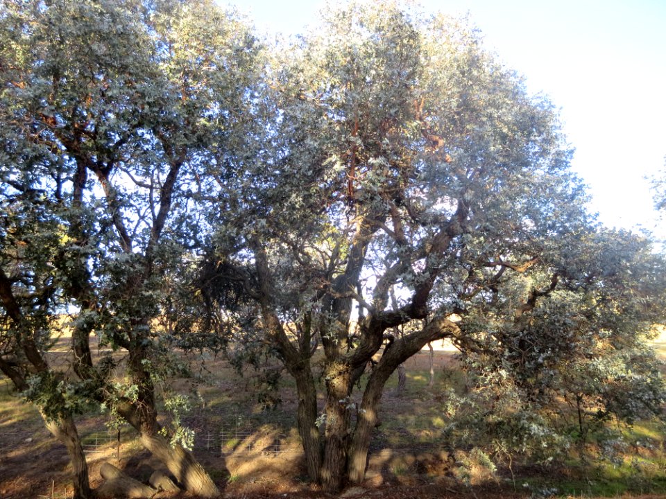 Eucalyptus Cinerea
