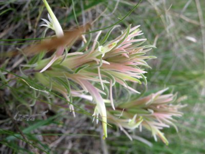 Downy Paintedcup