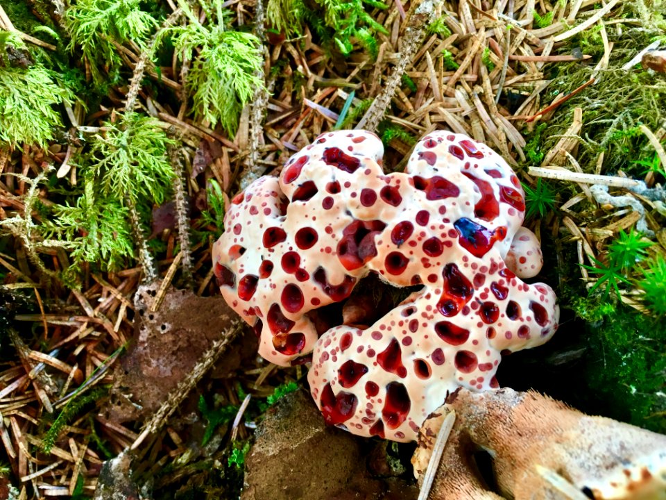 20190729-FS-Tongass-AD-001