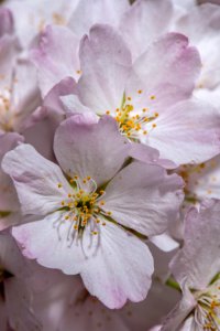 20190401-FS-CherryBlossoms-LSC-034