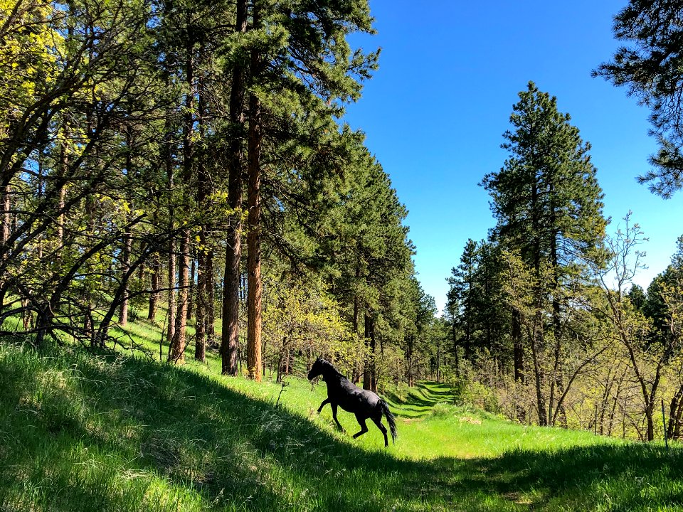 Black Hills National Forest Horse