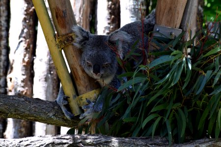 Koala sleep photo