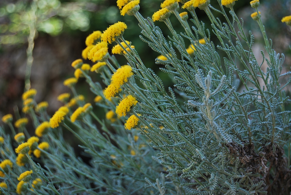 Yellow flower nature