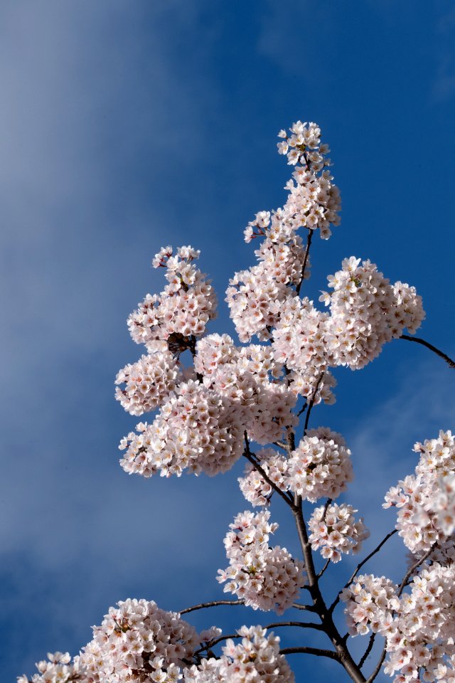 20190401-FS-CherryBlossoms-LSC-024