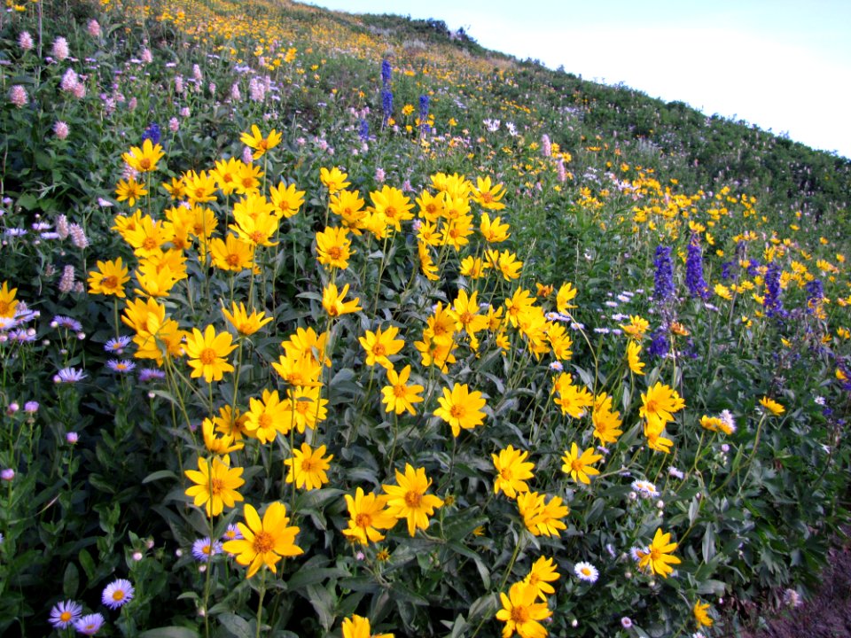20110813-FS-Uinta-MM-001