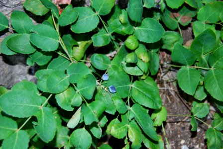 Oregon Grape
