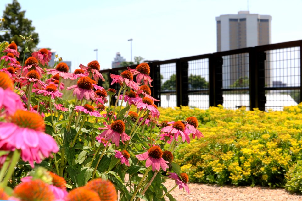 Green Roof on Howlett Hall