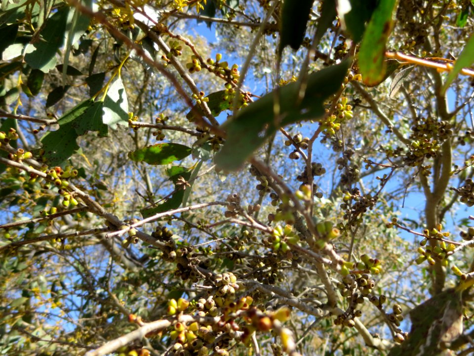 Eucalyptus Stellulata