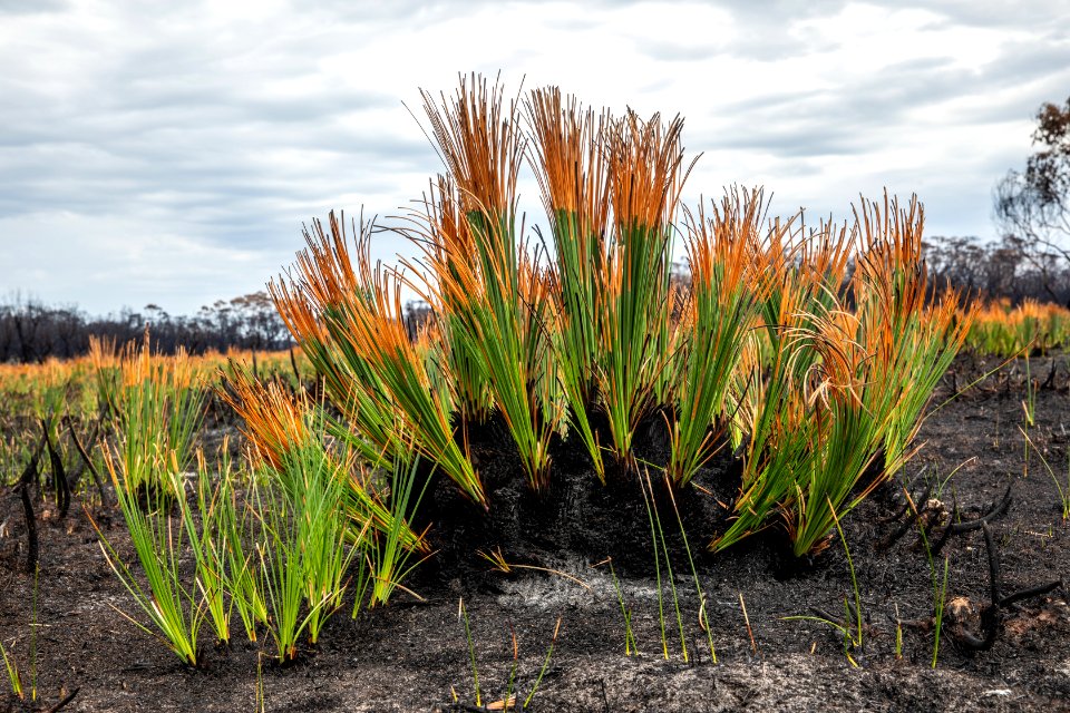 Post-bushfire recovery in Australia