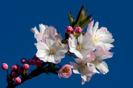 20190401-FS-CherryBlossoms-LSC-002