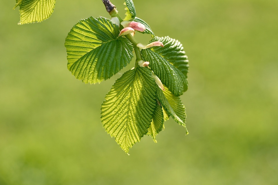 Juicy branch spring