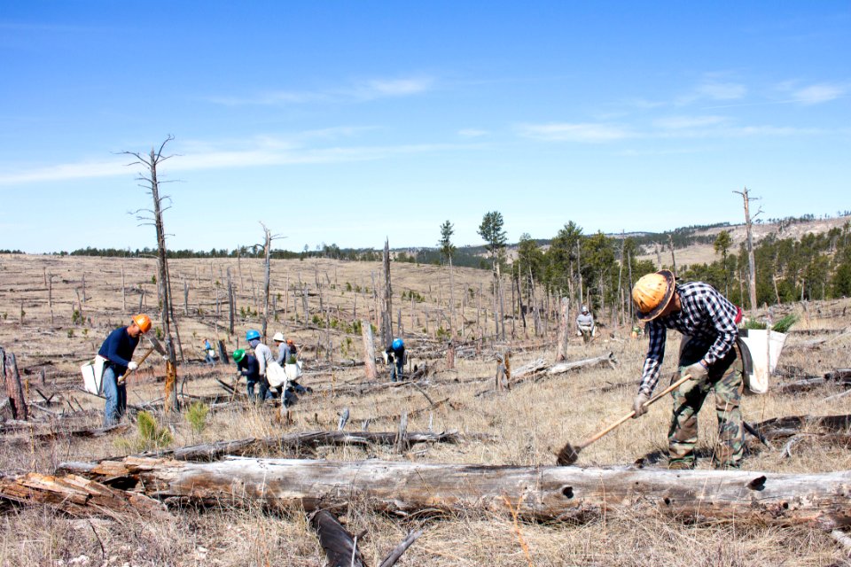 Jasper Fire Area Tree Planting