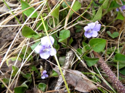 Longspur violet