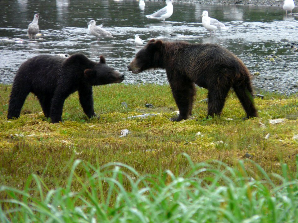 20130203-FS-Tongass-DM-005