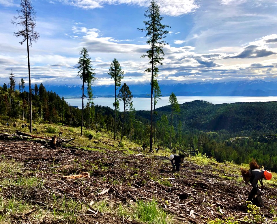 ContractTreeplanting-Flathead-May2020-002