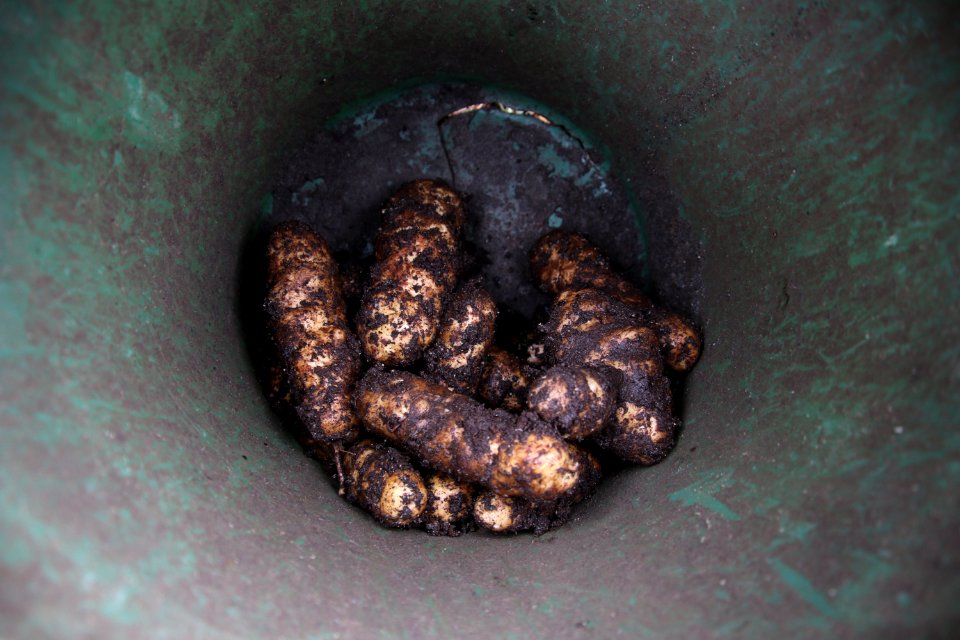 tlingitpotatoharvest-TongassNF-2020008-001