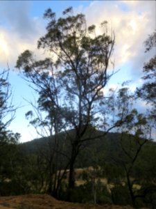 Eucalyptus Eugenioides