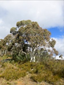 Eucalyptus Canobolensis