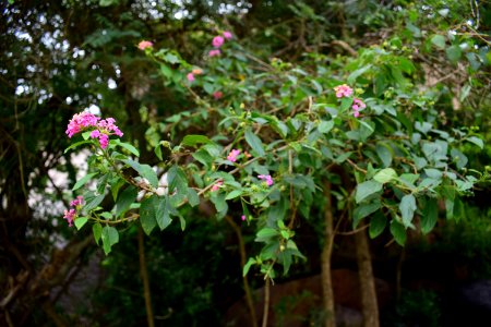 Nijagal hills Karnataka photo