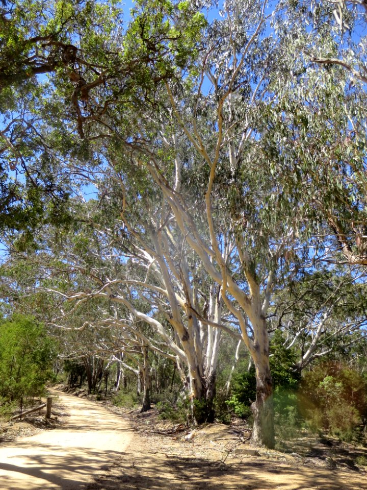 Eucalyptus Maidenii
