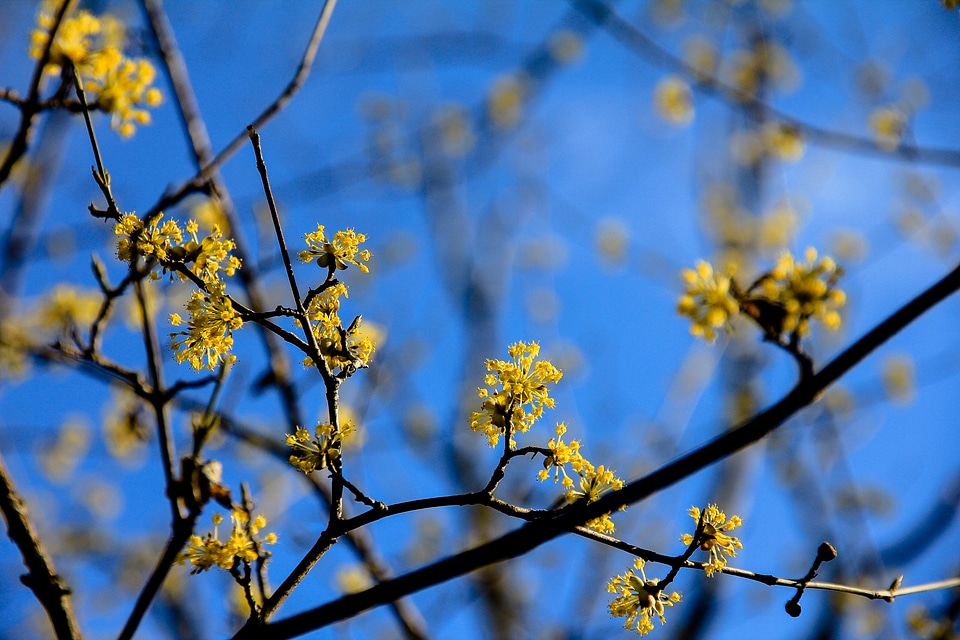 Nature spring plant