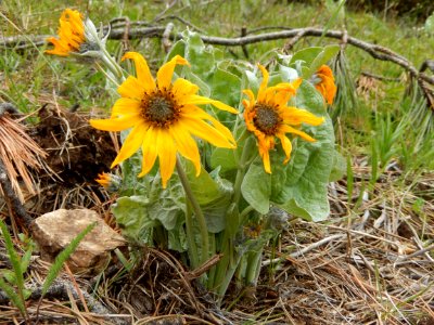 Arrowleaf balsamroot