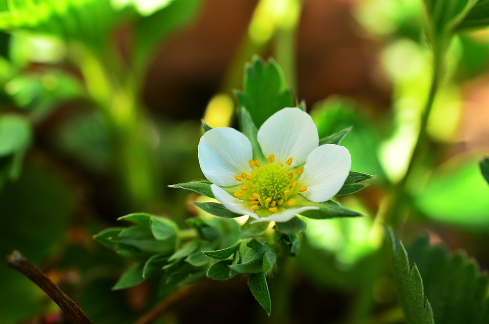 Garden blossom bloom