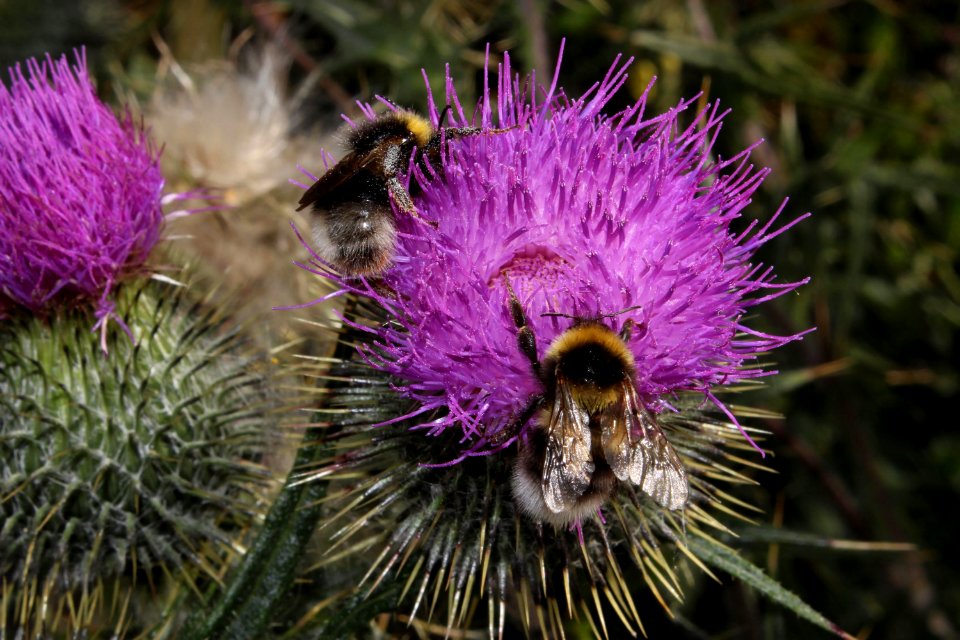 bees-5