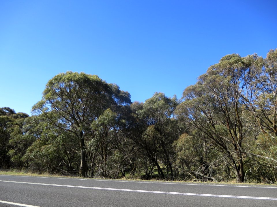Eucalyptus Stellulata
