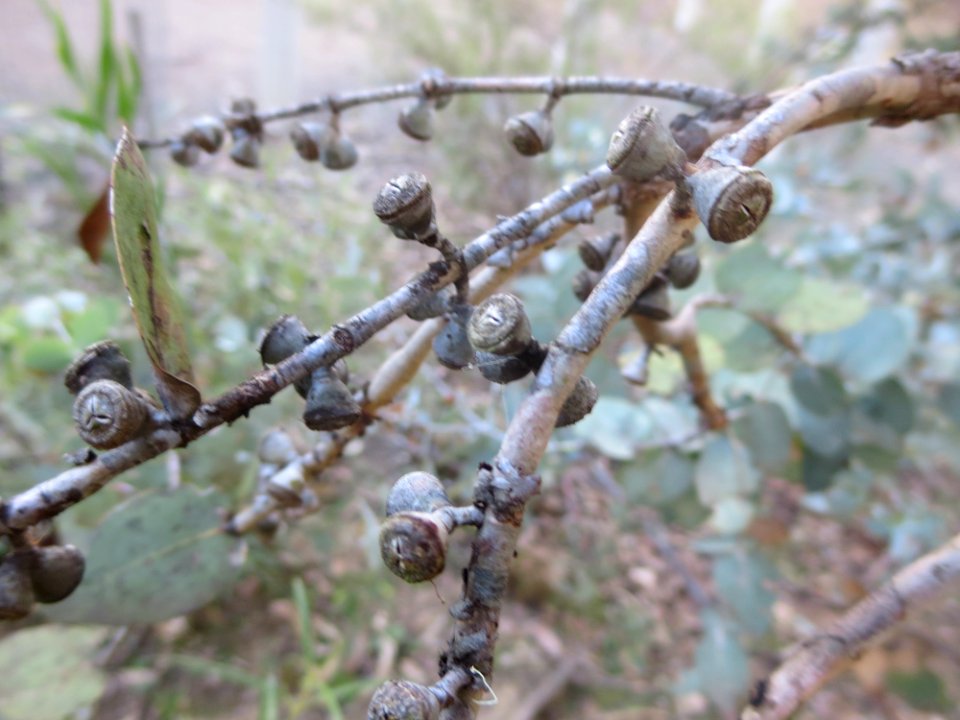 Eucalyptus Cinerea