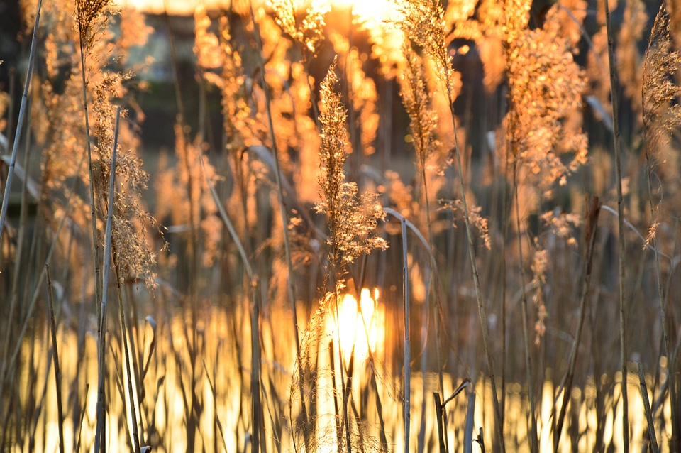 Summer nature outdoor