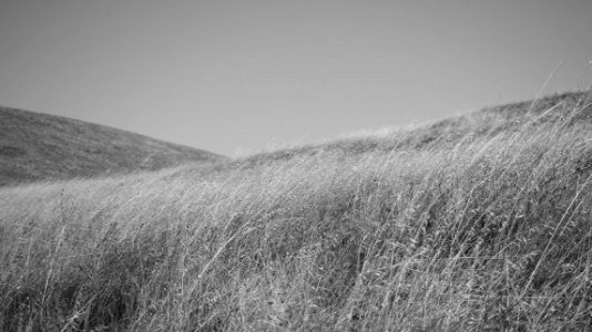 Field