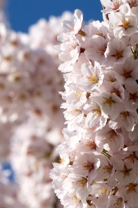 20190401-FS-CherryBlossoms-LSC-026
