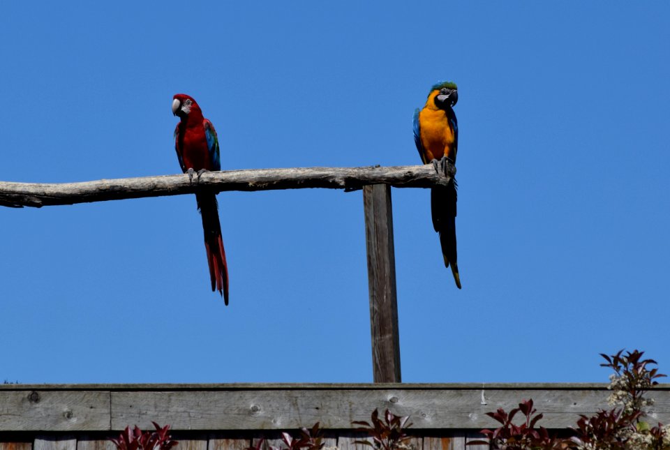 Parot duo at branch