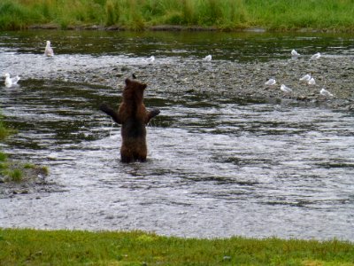 20120812-fs-tongass-packcreek-028 14281412807 o