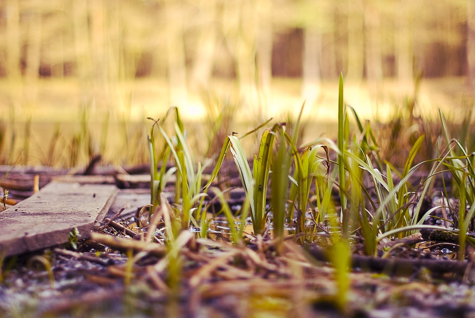 Nature spring green grass