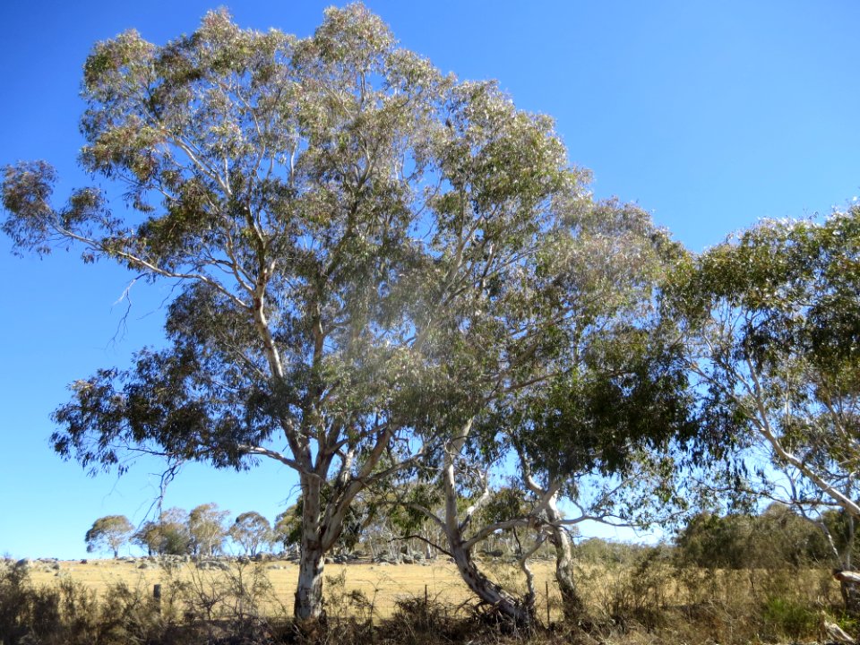 Eucalyptus Rubida
