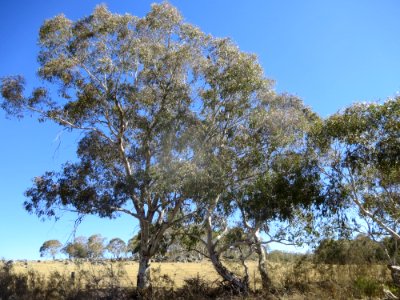 Eucalyptus Rubida