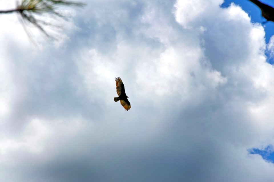20120801-FS-Coconino-BS-007