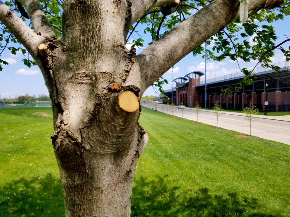 Wooden smile photo