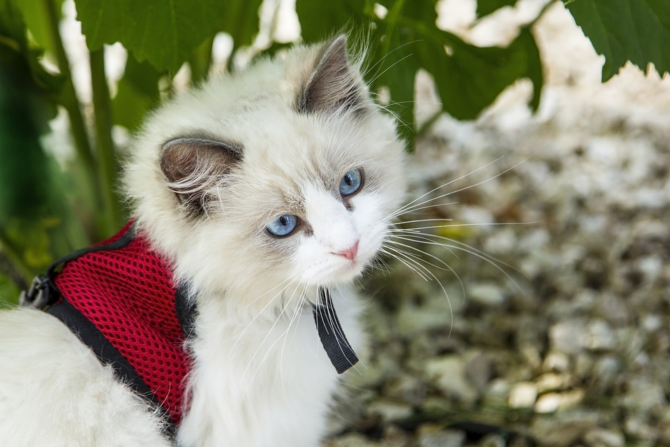 Cats animals pet
