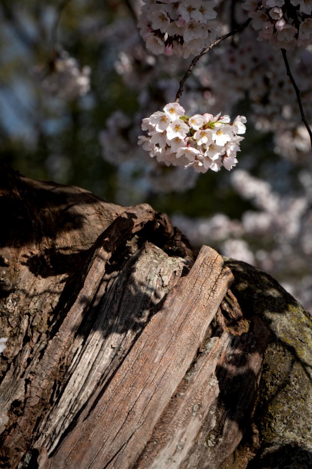 20190401-FS-CherryBlossoms-LSC-019