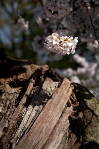 20190401-FS-CherryBlossoms-LSC-019