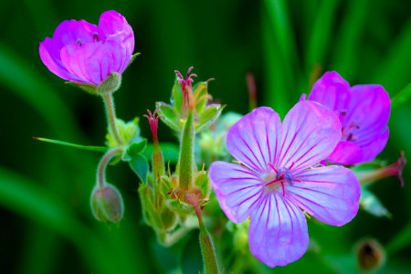 20180711-FS-Beavherhead-PJK-2036