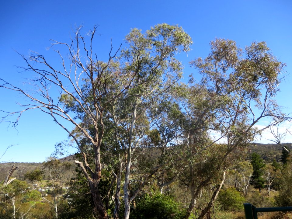 Eucalyptus Viminalis
