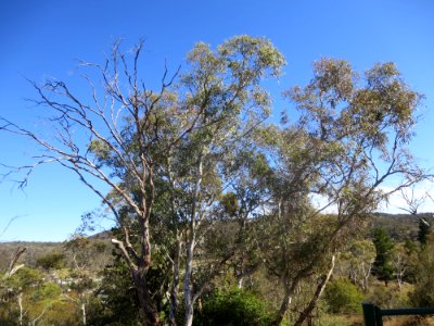 Eucalyptus Viminalis