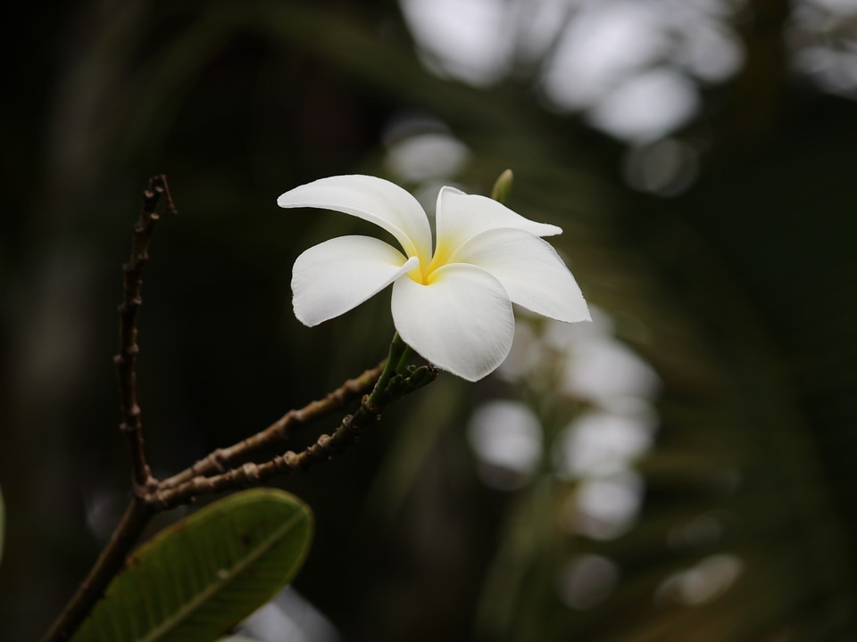 Exotic floral nature