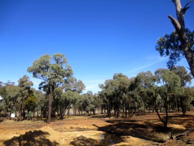 Eucalyptus Sideroxylon