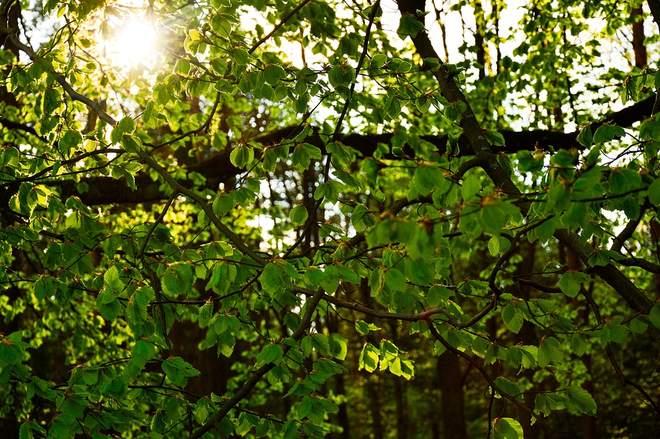 Trees nature forest
