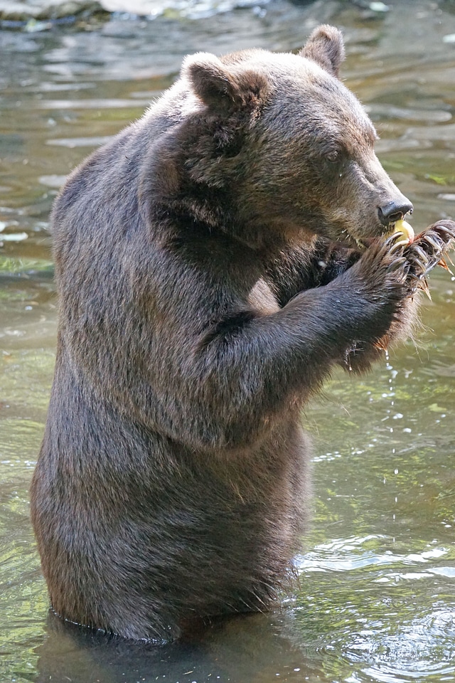 Brown bear food wildlife park